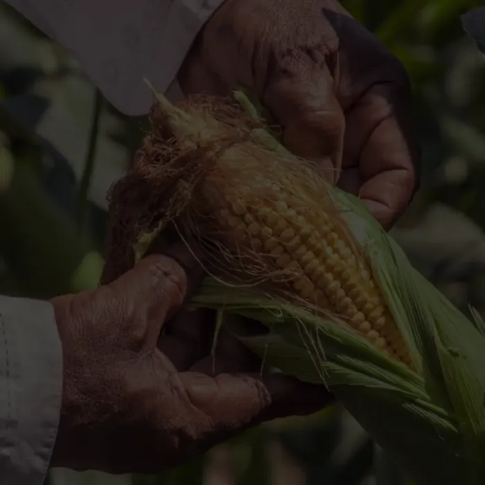 Uso de las ciencias ómicas para el mejoramiento genético de cultivos